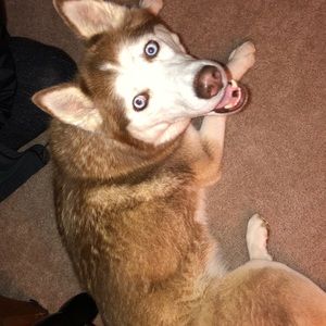 Meet your Posher, Analissa